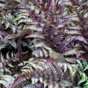 ferns for sale